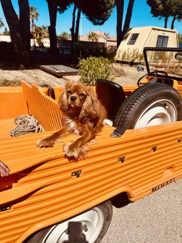 Joy, la mascotte vivante du Camping les Jardins d'Agathe Cap d'Agde!