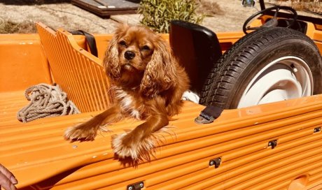 Joy, la mascotte vivante du Camping les Jardins d'Agathe Cap d'Agde!