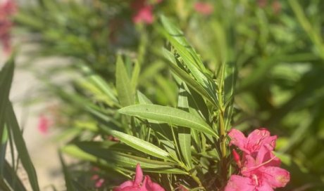 Nos allées Super Fleuries au Camping les Jardins d'Agathe Cap d'Agde!