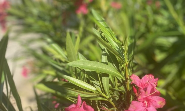 Nos allées Super Fleuries au Camping les Jardins d'Agathe Cap d'Agde!