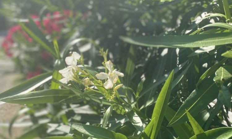 Nos allées Super Fleuries au Camping les Jardins d'Agathe Cap d'Agde!