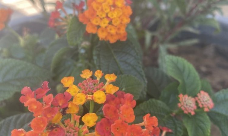 Nos allées Super Fleuries au Camping les Jardins d'Agathe Cap d'Agde!