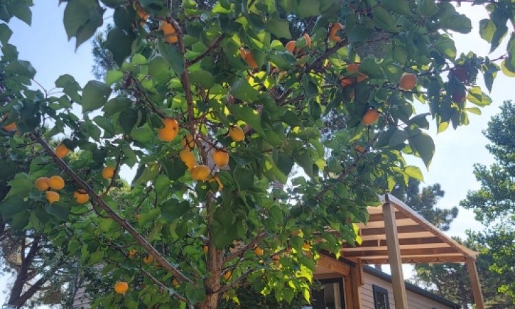 Nos allées Super Fleuries au Camping les Jardins d'Agathe Cap d'Agde!
